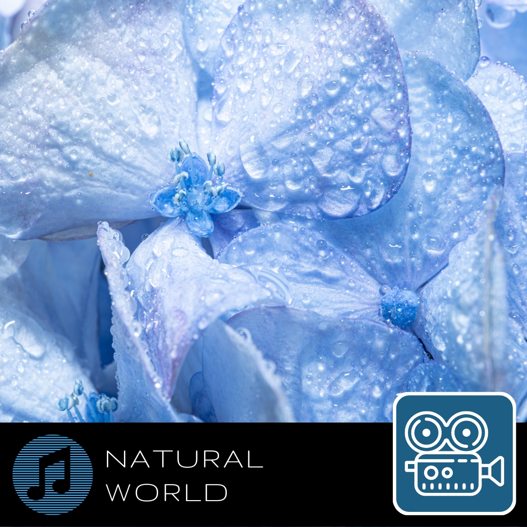 Modal - Production Music - Natural World